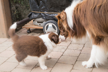 Canvas Print - Puppy border collie