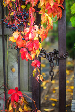 Wild Grape Red Leaves On An Old Garden Wooden Gate. Bright Autumn Background