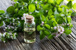 A bottle of oregano essential oil with blooming oregano twigs