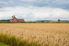 Golden Field Of Wheat And Farmhouse In The English Countryside With Stormy Clouds, Yorkshire Wolds Way