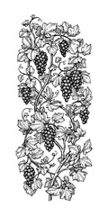 Canvas Print - hand drawn vector illustration of grapes.