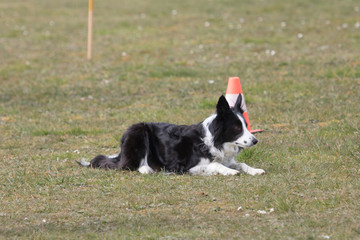 Canvas Print - Border collie 