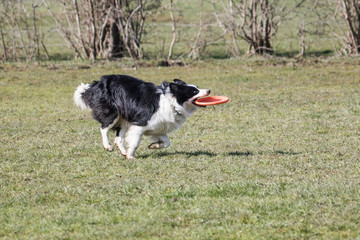 Canvas Print - Border collie fresbee