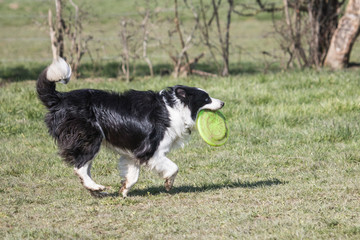 Canvas Print - Border collie fresbee