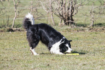 Canvas Print - Border collie fresbee