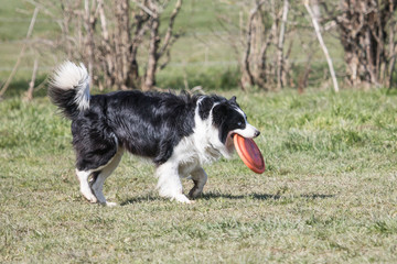 Canvas Print - Border collie fresbee