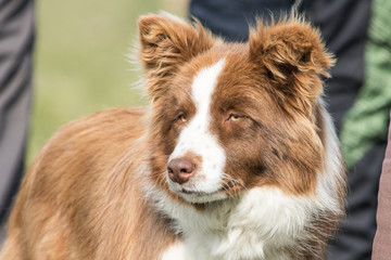 Canvas Print - Border collie 