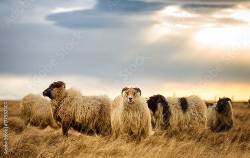 Fotografía Rams grazing on a pasture in Iceland on a cloudy day