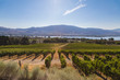 A view of a vineyard with mountains and Okanagan Lake  in British Columbia, Canada