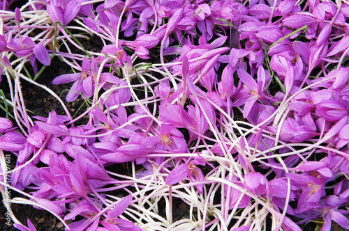 Plakat Colchicum byzantinum autumnale purpura kwitnie tło