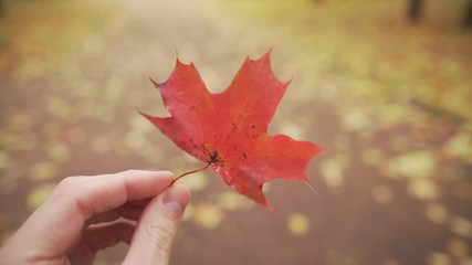 Wall Mural - handheld pov man hand hold red maple leaf while walking in alley