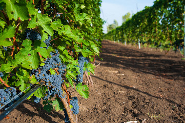 Vineyards at sunset in autumn harvest