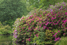 Pink Rhododendrum Blossoms In Spring