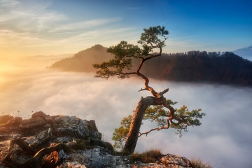 Sokolica peak in Pieniny mountains with pine tree on the top, Poland