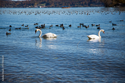 Zdjęcie XXL Łabędzie i kaczki nad jeziorem Starnber See