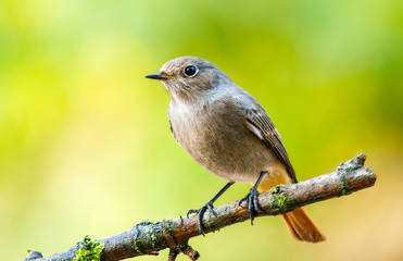 Black redstart (Phoenicurus ochruros) female bird close-up on a green background