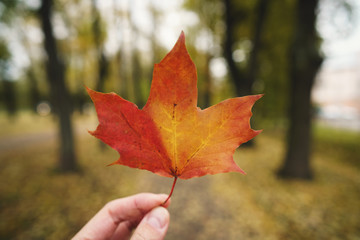 pov man hand hold orange maple leaf while walking in alley