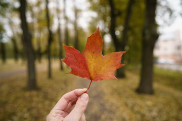 Wall Mural - pov man hand hold orange maple leaf while walking in alley