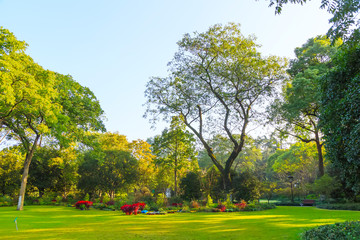 Wall Mural - park woods