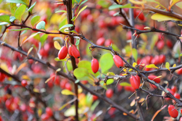 Wall Mural - fruits of barberry branch