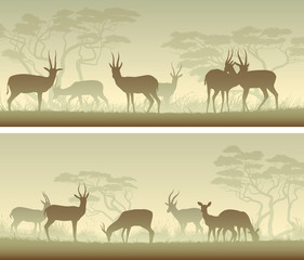 Wall Mural - Horizontal wide banners of wild antelope in African savanna.