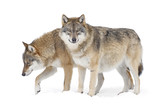Fototapeta Sawanna - Two Gray wolves isolated on white