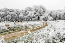 A Dirt Road Sinks Leads To Forest. On This Cold Winter Morning, The Bushes, The Trees And The Fences Are Covered With Frost.