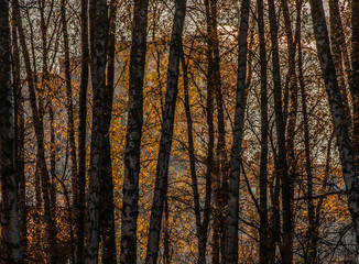 Apartment buildings behind a golden veil of autumn foliage