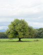 © santiago silver - lonely old tree on meadow