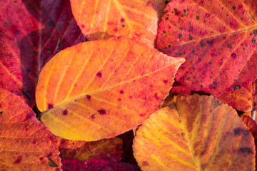 Wall Mural - Autumn leaves background in selective focus. Red, orange and yellow dry leaves.