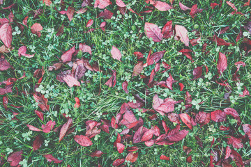 Wall Mural - Autumn leaves background in selective focus. Red, orange and yellow dry leaves.