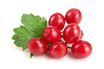 Viburnum berries with leaves isolated on white background