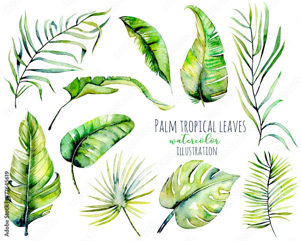Watercolor palm tropical green leaves and branches illustrations, hand ...