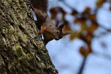 squirrel sciurine crawly on the trees