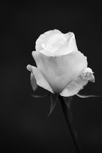Single White Rose On Black