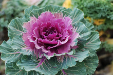 Purple Cabbage Flower Ornamental Decorative Cabbage Flower Brassica Or Kale Flower Over Black Background With Copy Space Background Of Purple Decorative Plant.