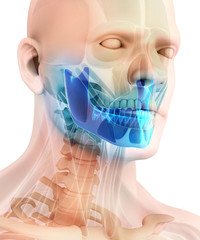 Wall Mural - 3D illustration of Mandible, medical concept.