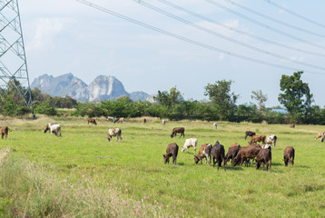 Wall Mural - Cows grazing on farm with green field in good weather day