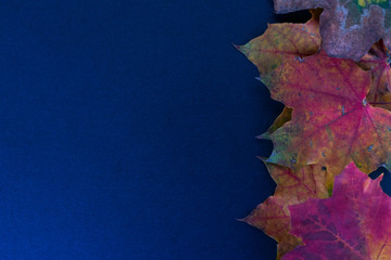 Top and horizontal view of colorful purple leaves on blue background