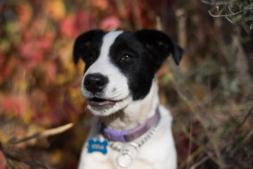 Black and white border collie puppy posing in the forest with soft focus background