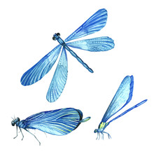 Set Of Dragonflies In Watercolor