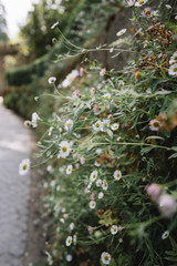 Wall Mural - Blossoming hedge in Sintra, Portugal, close up view