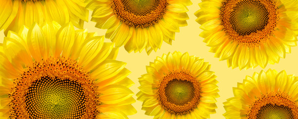 Fotomurales - banner panorama pattern flower sunflower