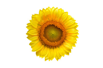 Fotomurales - Sunflower with isolated on white background.