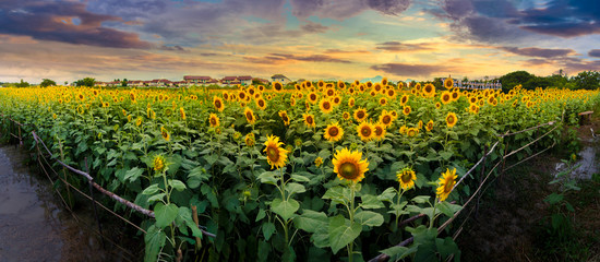 Fotomurales - sunflowers on a background sunset