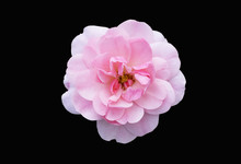 One Floribunda Rosa 'Diadem' Pink Flower Isolated On Black