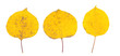 isolated fall leaves on white background. natural scanned aspen yellow leaves set