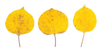 Isolated Fall Leaves On White Background. Natural Scanned Aspen Yellow Leaves Set