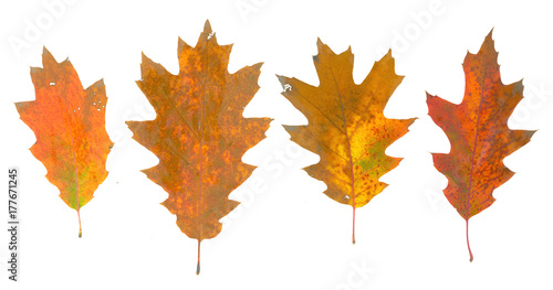 isolated fall leaves on whi...