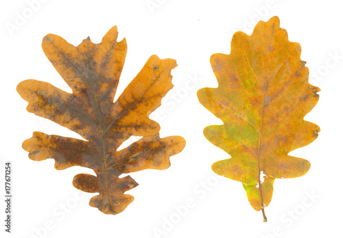 isolated fall leaves on whi...